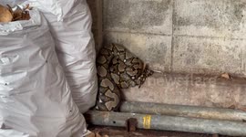 Huge 12ft python caught after eating a pet cat