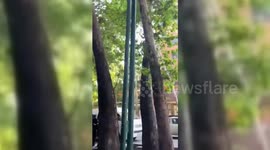 Iran: Iranian Morality Police Forcibly Arrest Woman