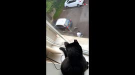 Possessive cat has DRAMATIC reaction to dad petting another cat