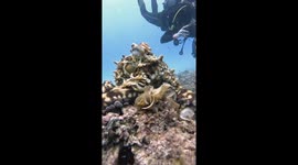 Curious octopus climbs up diver's arm