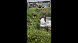 Dogs struck by kangaroo after getting too close during walk in Australia