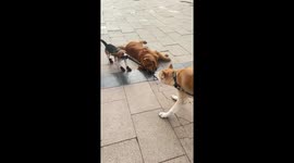 Beagle and a Shiba Inu have tug of war with leash