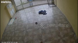 Dog Takes Delivery Mans Phone