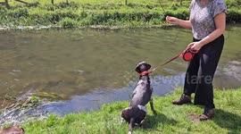 Amusing moment dog owner is pulled into river by excited pet
