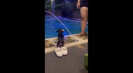 Puppy plays in pool fountain to cool off during heat wave