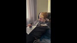 Adorable dog beagle licks his dad's bald spot