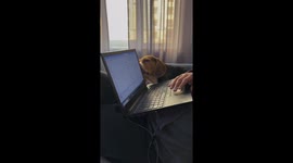 A beagle likes to lick a laptop