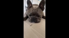 French Bulldog Reacts to Creepy Crawly
