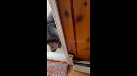 Bear Enjoying an Ice Cream Cup