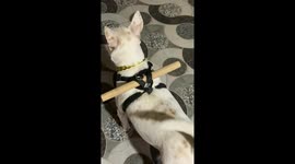 Dog Fails to Escape