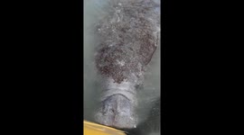Close encounter with playful manatees captured on kayak in New Smyrna Beach