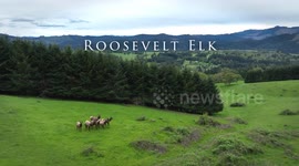A small herd of female Rossevelt Elk forage on a lush hillside in the Coastal Range mountains near Elkton in southwestern Oregon