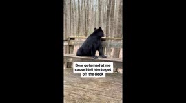 Bear Hangs Out on Deck