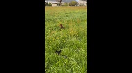 Dachshunds Frolic Through Tall Grass
