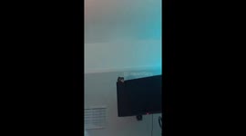Whistling Cockatiel Puts on a Show