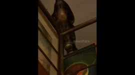 My cat walking on the wire at 3m high from the ground