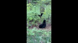 Black Bear Cub Falls From Tree