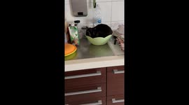 Black Cat Plays in Bowl of Oats