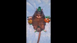 Rat Celebrates St. Paddy's Day