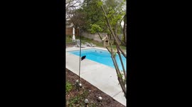 Cats team up to defend owner's swimming pool from trespassing ducks