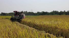 Myanmar exports over 110,000 tons of rice, broken rice in initial month of FY 2024-25