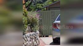 Mother bear takes two babies for a dip in family's swimming pool