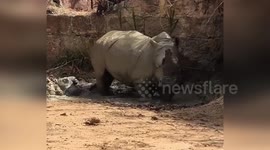 Rhino cools off with a mud bath in Perth, Australia