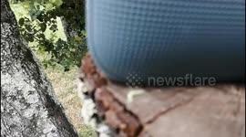 A tiny caterpillar that love music
