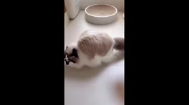 Ragdoll cat jumps like rabbit