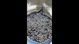 Hundreds of sheep pour from their pen at sun rise