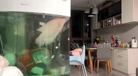 Chinese woman playfully scares fish in her aquarium
