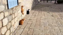 Welcome to Cat Town: Montenegro's Kotor is literally infested with street cats who own the town