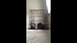 Great crate caper: Brainy Doberman outsmarts her crate