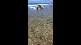 Huge whale carcass washes up on beach in the Philippines