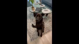 Piano-proficient pooch: dog finds and plays piano for treats