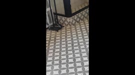 Bird pecks window, curious visitor in Bahía Blanca