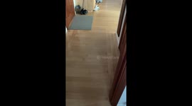 Cat's hilarious reaction to shower noise: running mishap caught on video