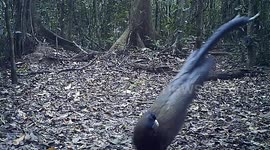 Great argus struts its tail and shakes feathers in front of wildlife camera