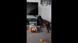 Mummy's affectionate words prompt heartwarming howl from loyal doggo