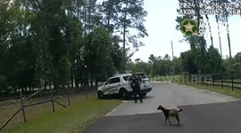 Amusing video shows goat giving police officers runaround