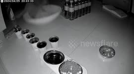 Mischievous cat tips over 7 cups of water left by owner before holiday getaway