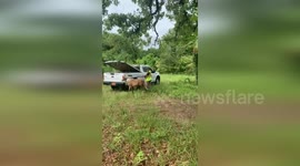 Escaped miniature horses safely captured in North Carolina