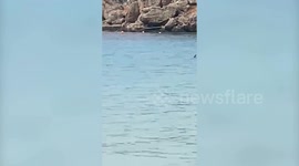 Brits ordered out of sea after shark