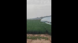 Joyful dog frolics in Shaanxi wheat field