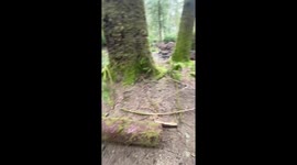 Close call: Dog's daring leap nearly pulls owner into creek