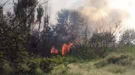Wild Fire, reeds are burning in the swamp, threat to the house nearby