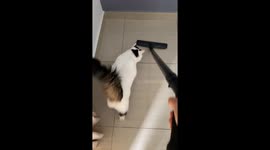 Cat's playful encounter with vacuum cleaner
