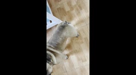 French Bulldog Asks for Attention