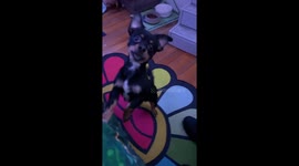 Cute Dog Shows Off Haircut