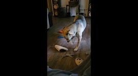 Shelby's adorable 'good morning' howl lights up the day in a heartwarming video